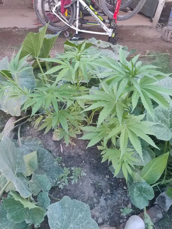 WhatsApp Image 2024-12-20 at 08.58.58