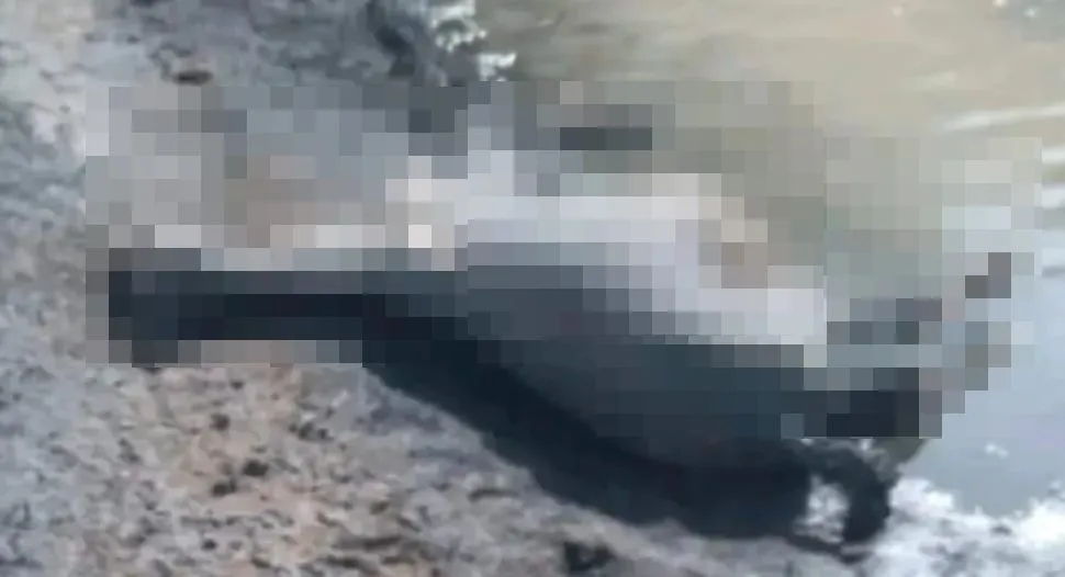 Caballo herido