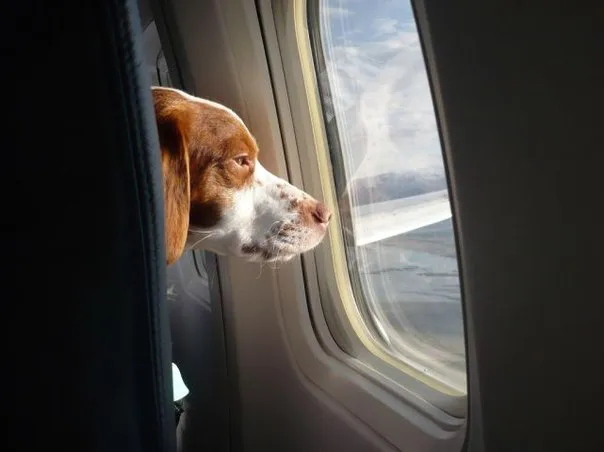avion_mascotas