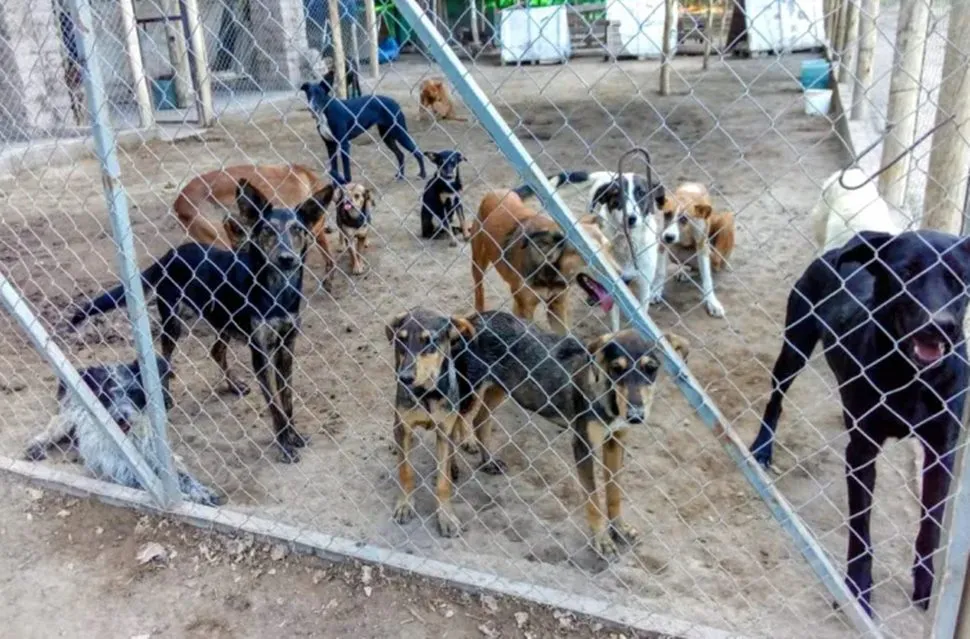 Refugio de animales
