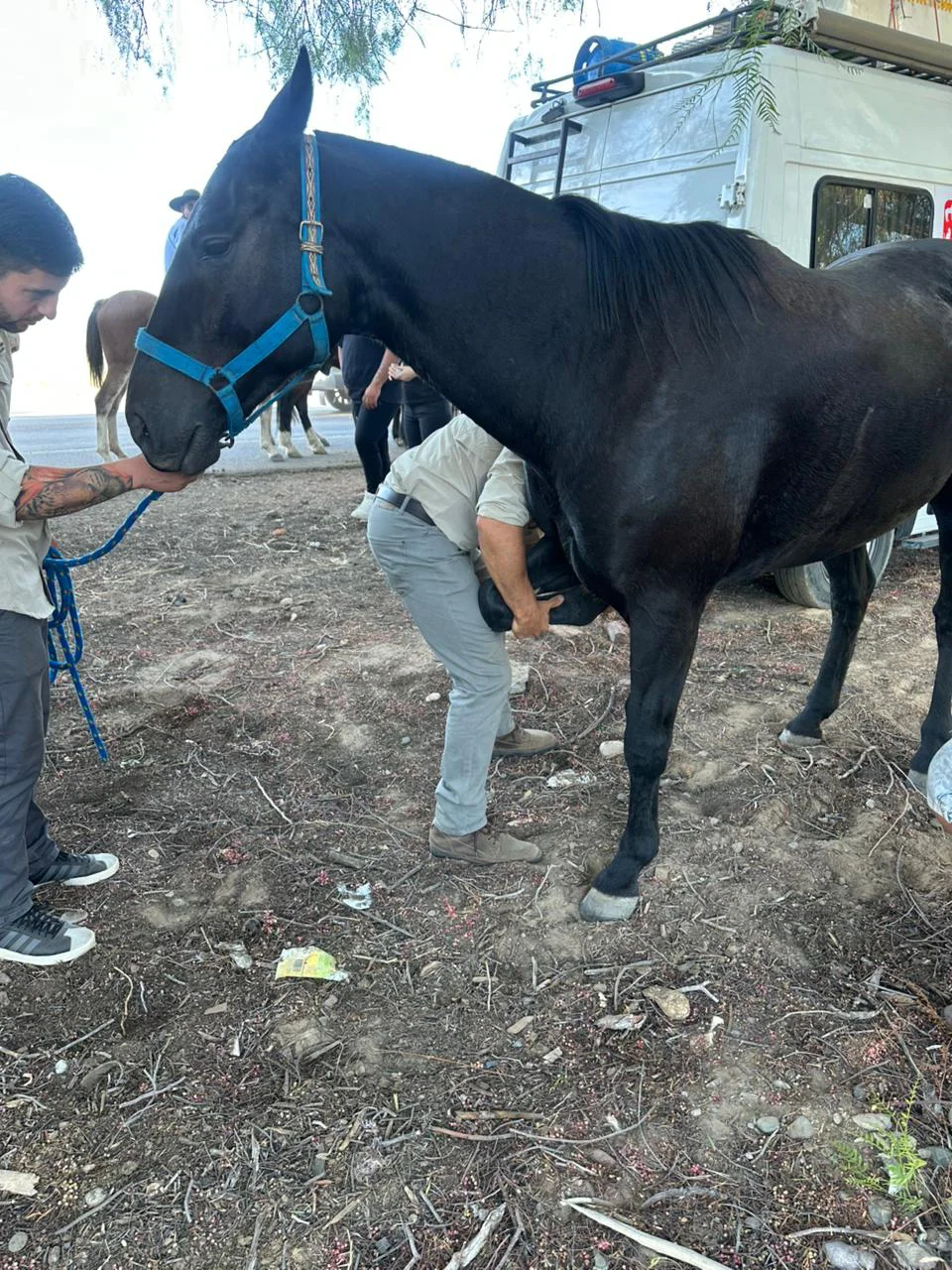 WhatsApp Image 2026-03-31 at 23.18.07