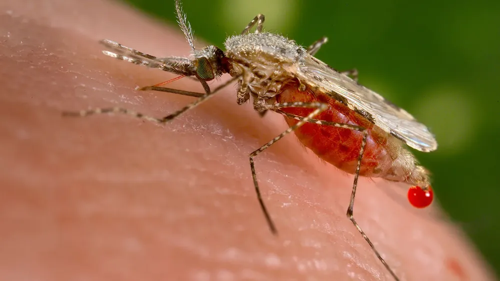 zika