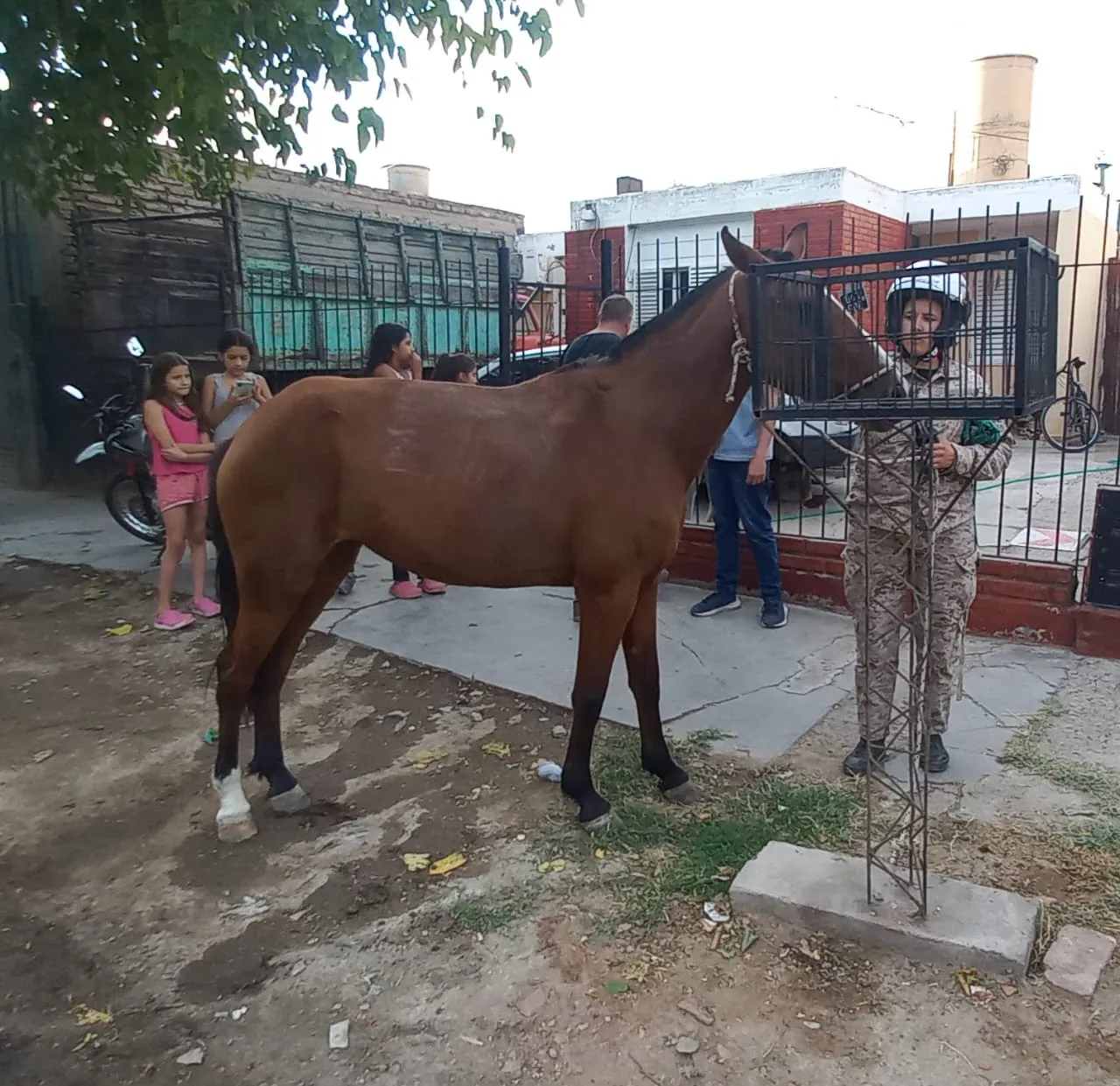 Caballos recuperados
