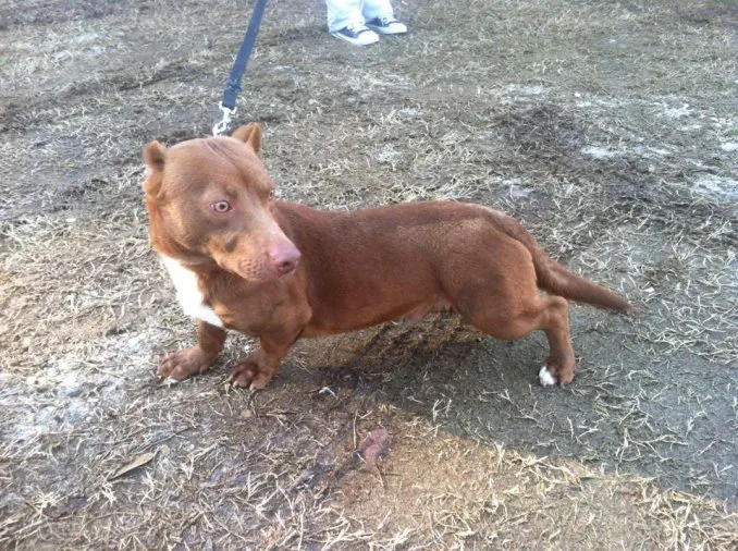 perro 