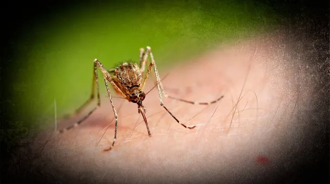 zika