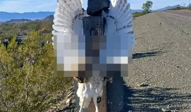 WhatsApp Image 2024-05-30 at 9.25.19 AM