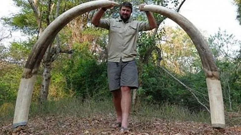 colmillos de elefante