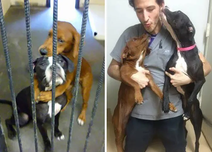 abrazo-perros-refugio-salvar-vida-kala-keira-angels-among-us-2