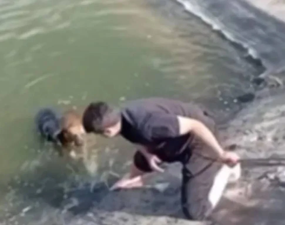 Rescate perros