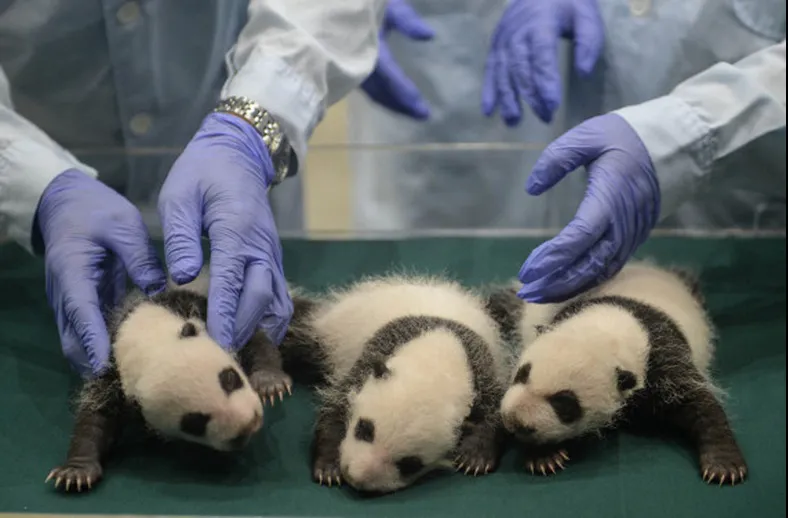 pandas