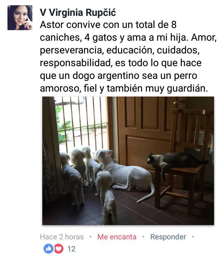 El dogo Astor y sus 'hermanos'