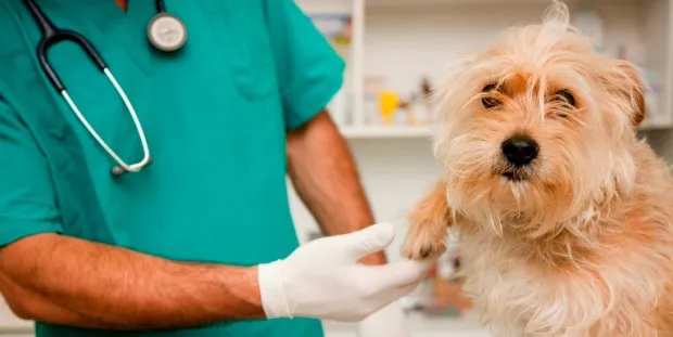 esterilizacion