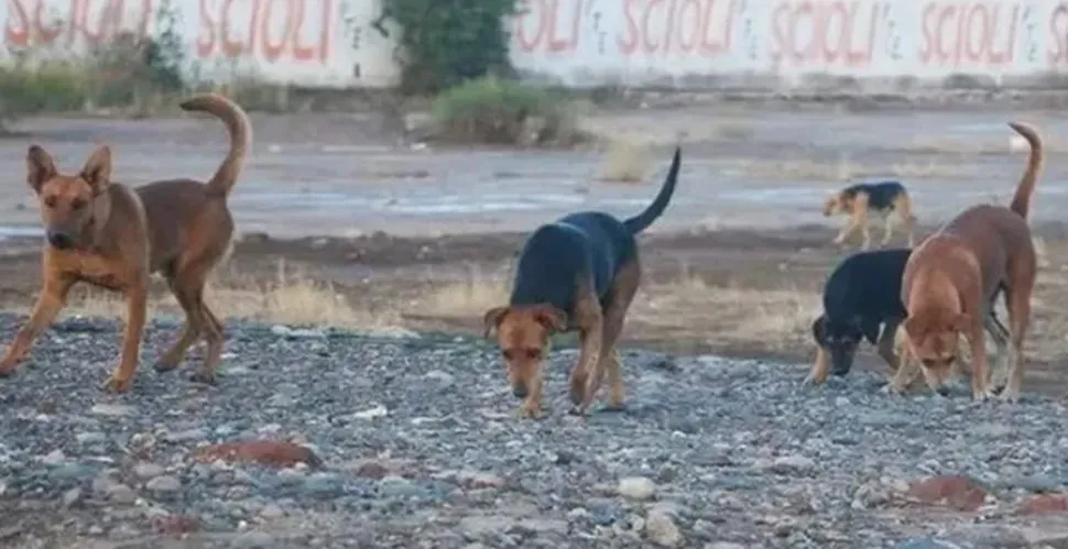 Perros callejeros
