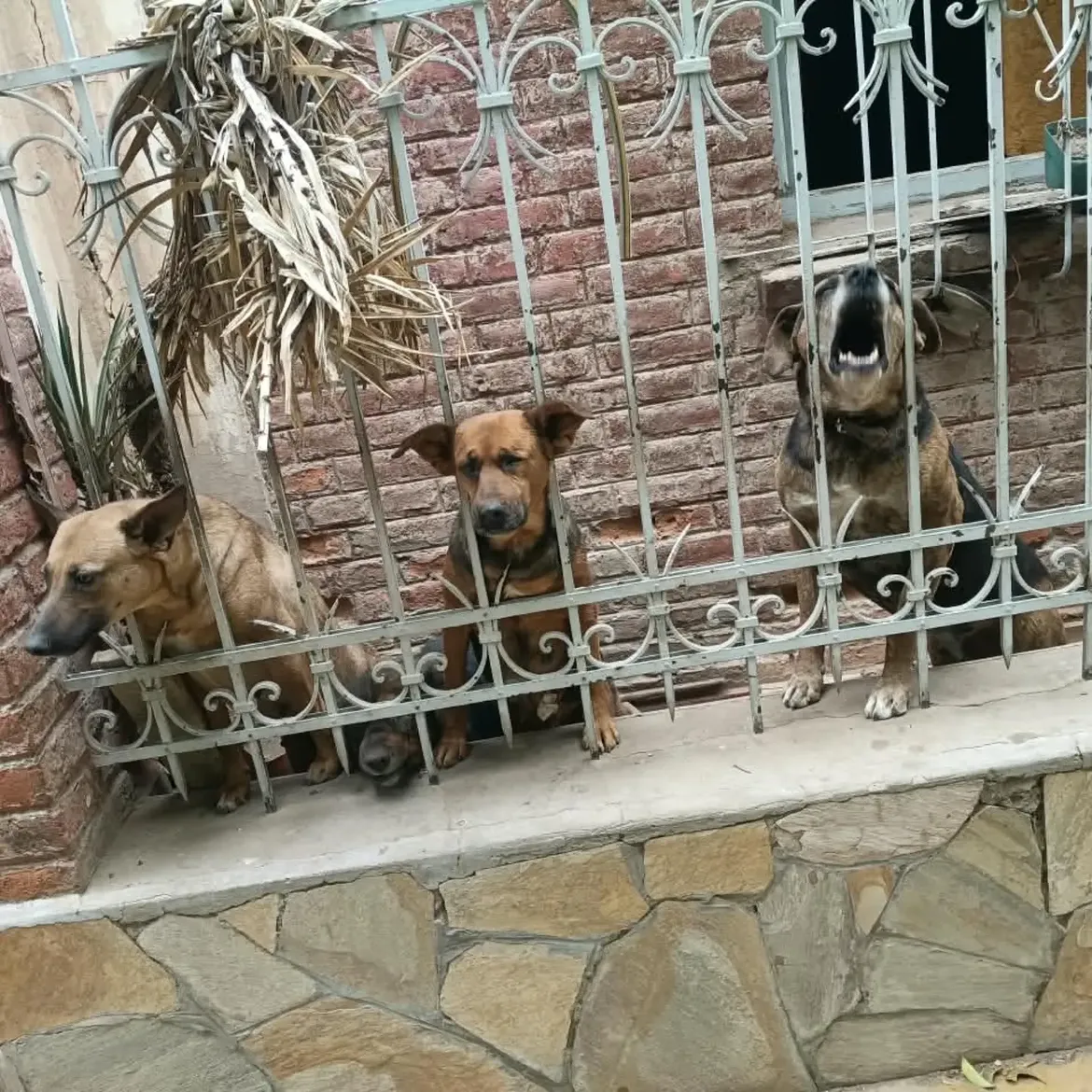 🐾❤️ HOY COMIENZA UNA NUEVA VIDA PARA ELLOS ❤️🐾Buenas tardes para todos.Hace unos días comenzó (1)