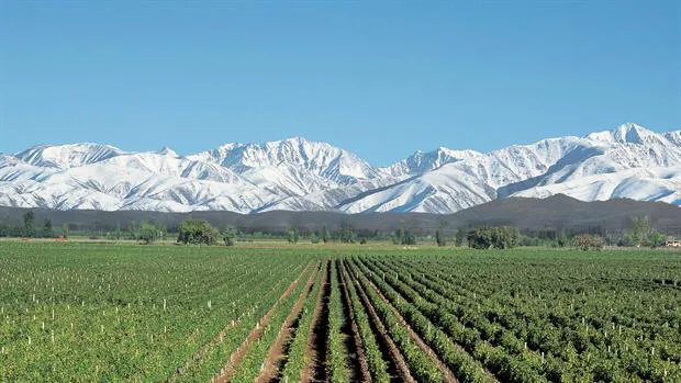 viñedos