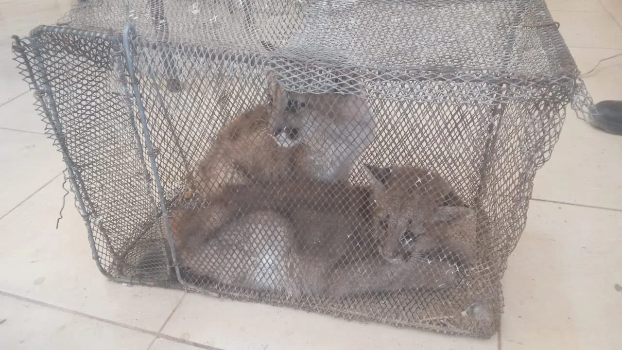 Pumas cachorros 3