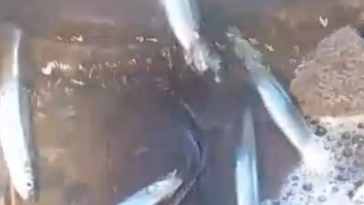 mortandad-peces-dique-san-agustin