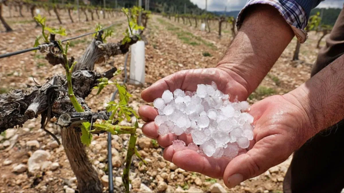 seguro-agricola-granizo-cultivos-vidjpg.jpg