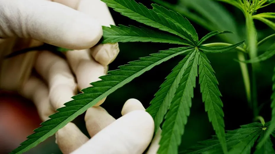 cannabis marihuana