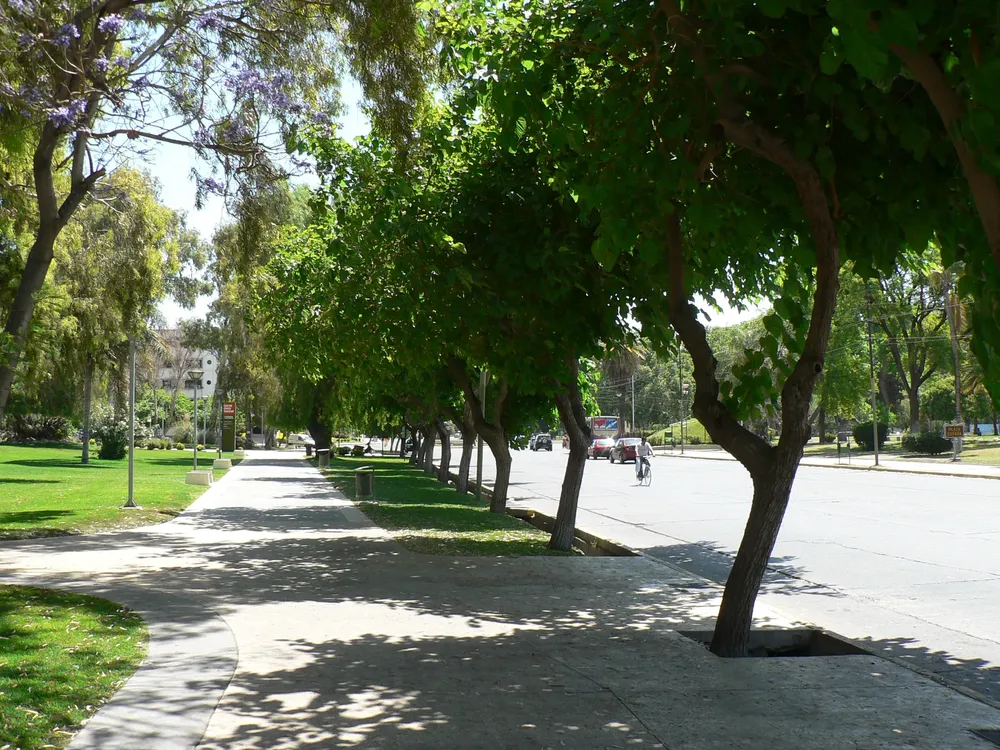 arboles
