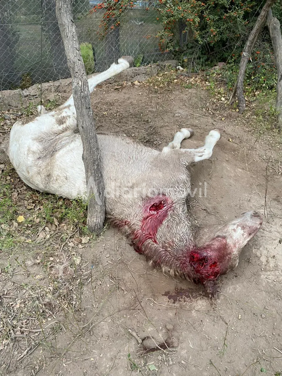 WhatsApp Image 2024-05-13 at 10.02.15 PM