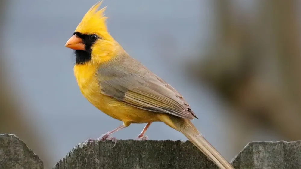 cardenal amarillo