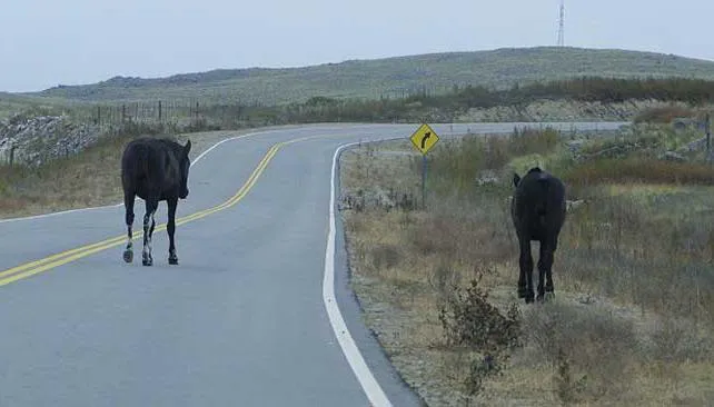 animales2