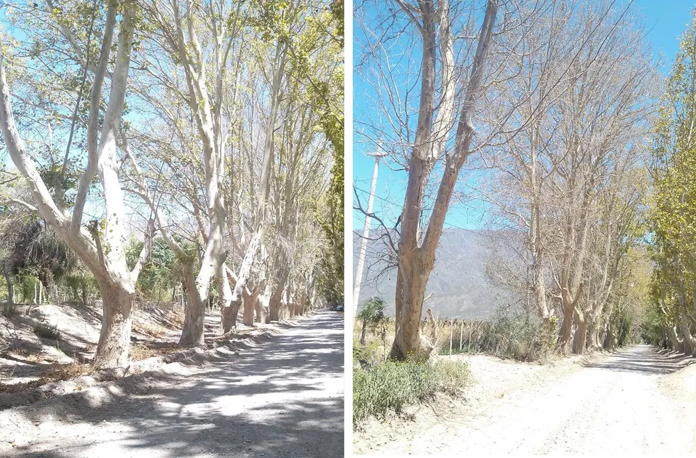 arboles1