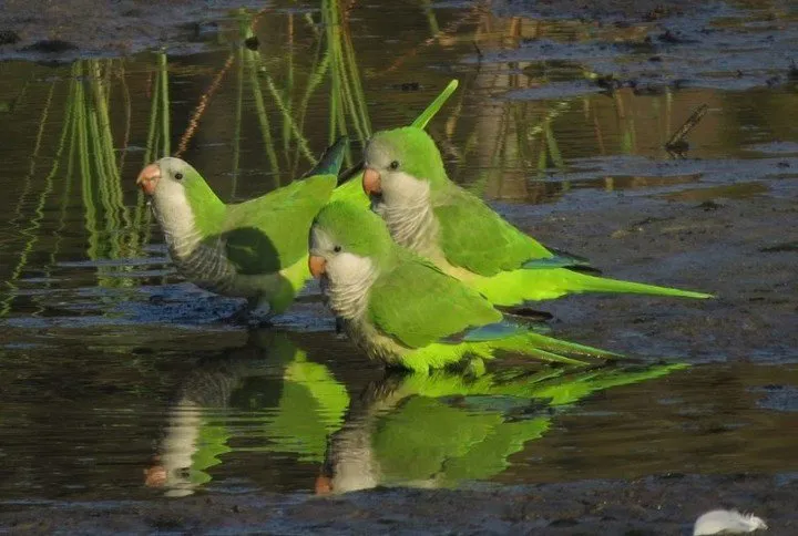 cotorras argentinas