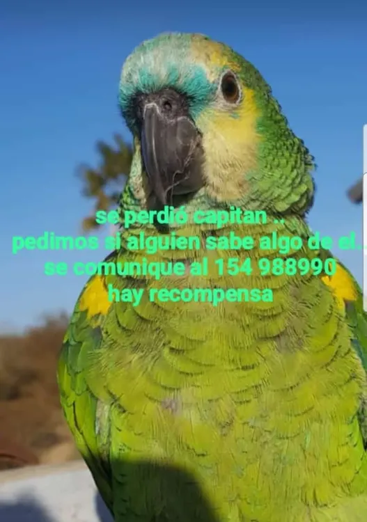 loro capitán