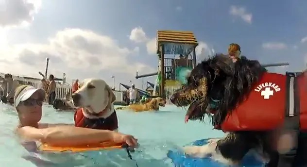 parque-acuatico-para-perros