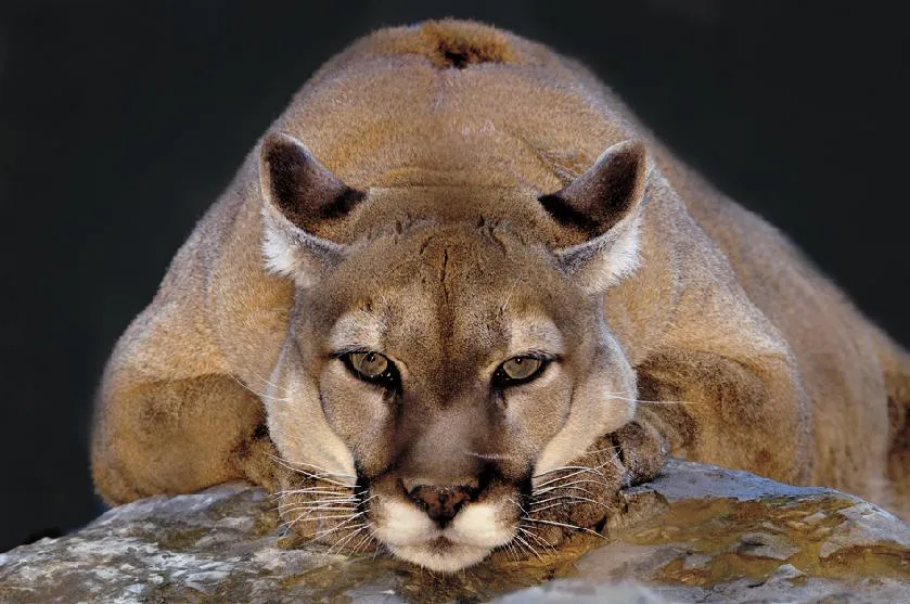 puma