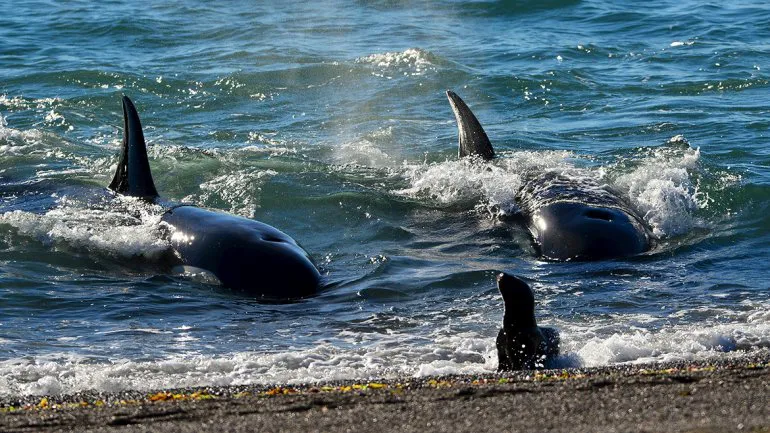orcas