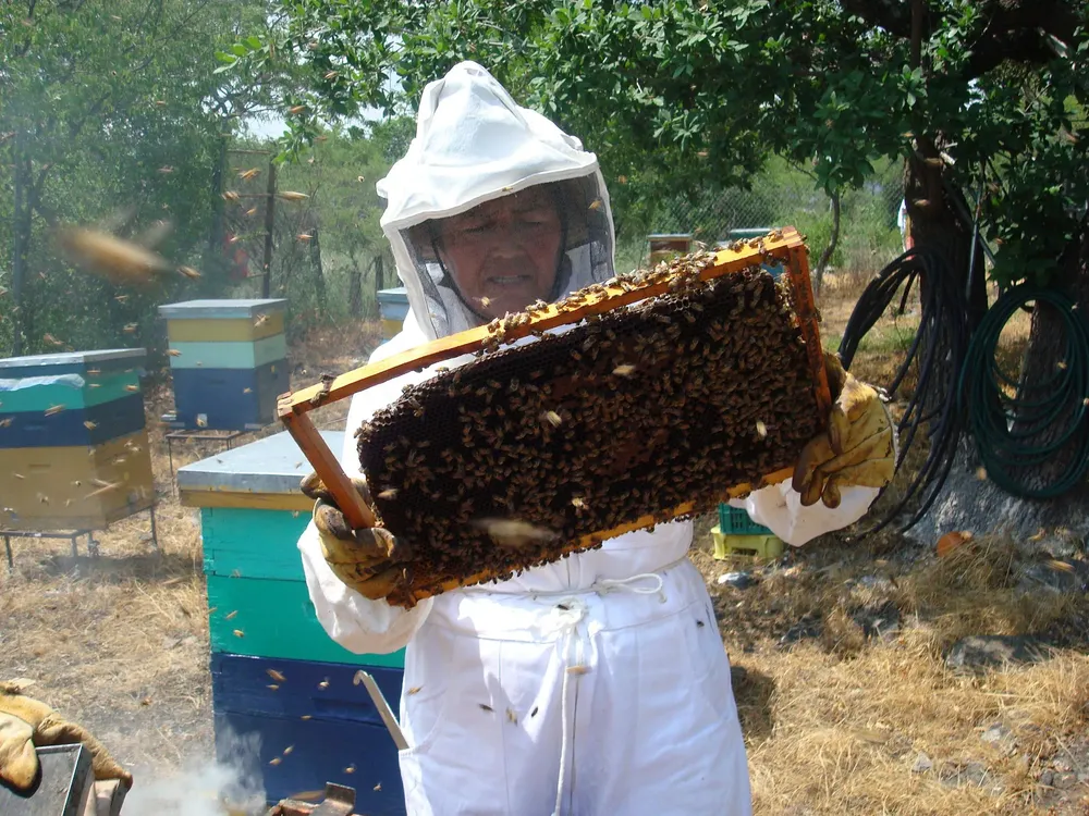Abejas