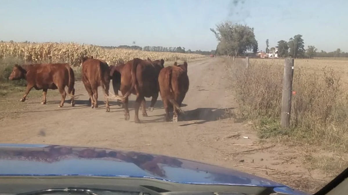 vacas-robadasjpg