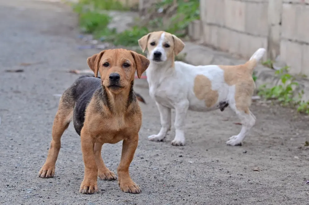 perros
