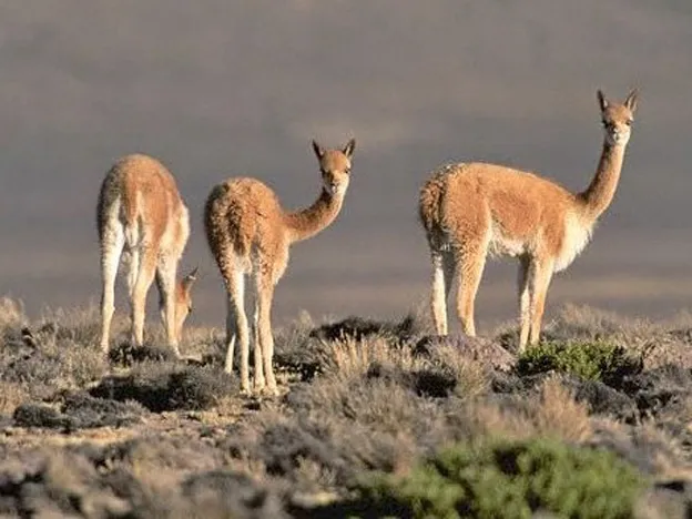 guanacos
