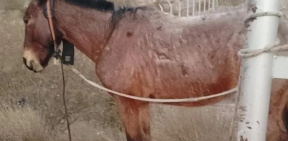 Caballo maltratado