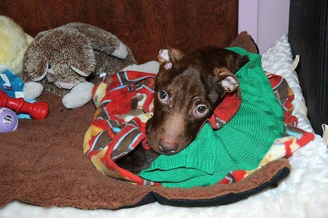 perro4
