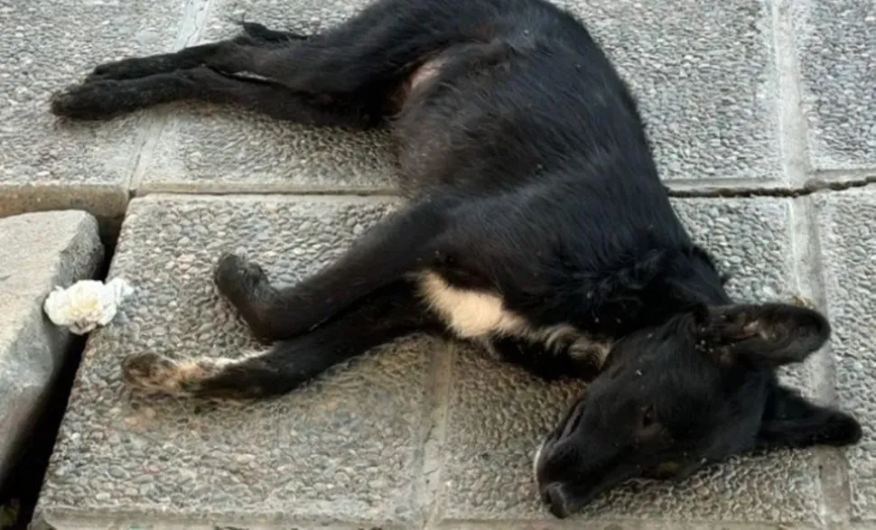 Perrita asesinada