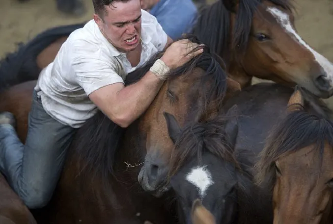 caballos