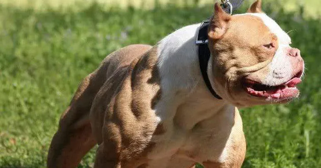Pitbull