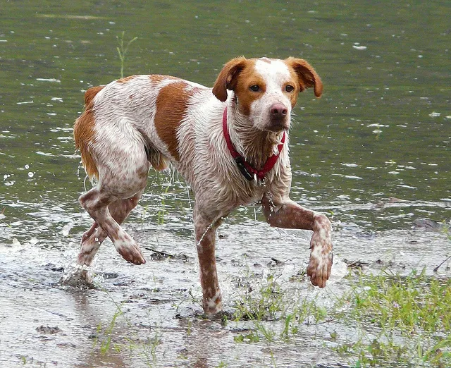 perro 