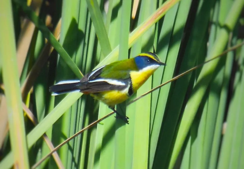 Aves