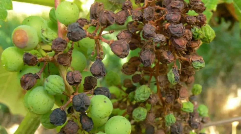 Peronospera-de-racimo-de-uva