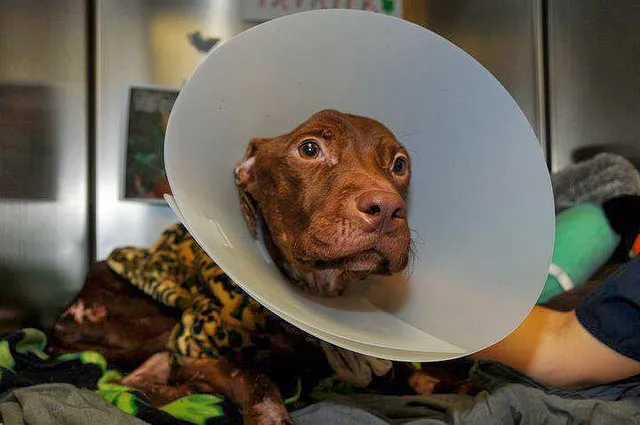 perro7