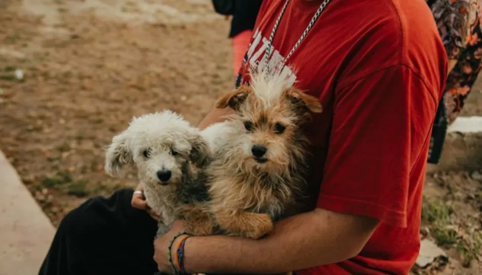 Esterilización de perros