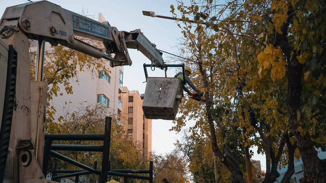 poda arboles capital servicios limpieza municipal (5)