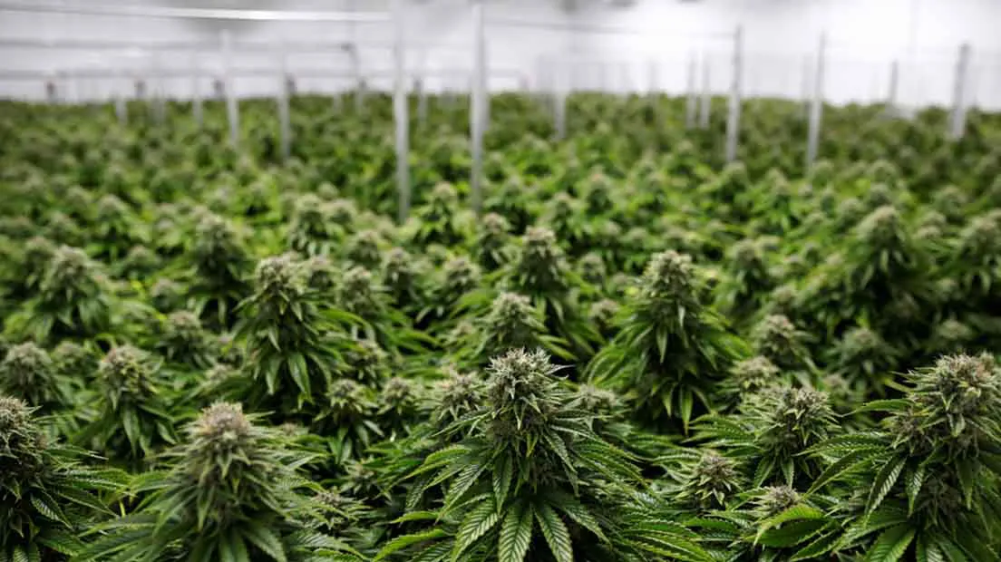 invernadero-marihuana-3