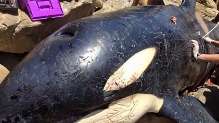 orca